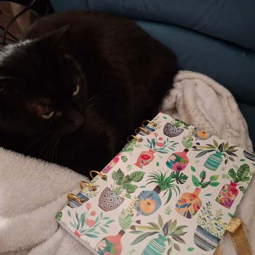 instagram-11 🐈‍⬛🪴 Je suis un peu absente en ce moment mais rassurez vous tout va bien ! 
Je me rends compte que je n'ai pas beaucoup posté ces derniers temps. 
Je fais juste une petite pause dans mon activité donc j'ai moins de choses a partager. Et, je ne vous cache pas que je suis un peu dépitée par le nouvel algo d'insta qui m'a fait perdre toute ma visibilité !  Des mois de travail à plat...
Et de YouTube qui a coupé la monétisation de ma chaîne car manque de shorts ! Bref, j'adore les réseaux mais parfois c'est dur.

🌱Dites moi si vous êtes impacté vous aussi et comment vous faites pour relancer la machine ? 

🍃Je réfléchis pour mieux revenir et surtout pour retrouver la motivation 💪

🐈‍⬛♥️Bisous à vous !