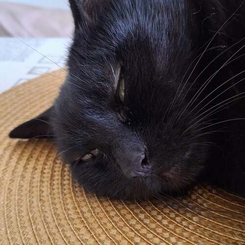 instagram-2 🐈‍⬛🐈‍⬛JOURNEE INTERNATIONALE DU CHAT NOIR 🐈‍⬛🐈‍⬛
🩶Notre retour est prévu demain avec Daïba mais comme cette journée est exceptionnelle on se devait de participer.

🩶Alors voici 3 arguments imparable pour militer en faveur des chats noirs :
1 : Ils sont magnifique on pas dire le contraire ! 
2 : Non les chats noirs ne portent pas malheur !! Au contraire ils protègent votre maison des mauvaises énergies !
3 : Ce sont des chats particulièrement câlin et très proche de l'homme ! 

🩶Les chats noirs sont nombreux en refuge car ils souffrent d'une mauvaise réputation. Cette fausse croyance date du Moyen-Age où les chats noirs étaient associé aux sorcières. 
Aujourd'hui elle doit cesser car ce sont des animaux magnifique qui méritent notre amour autant que les autres. 

🩶🐈‍⬛Bisous du Chat Noir et on se retrouve demain !