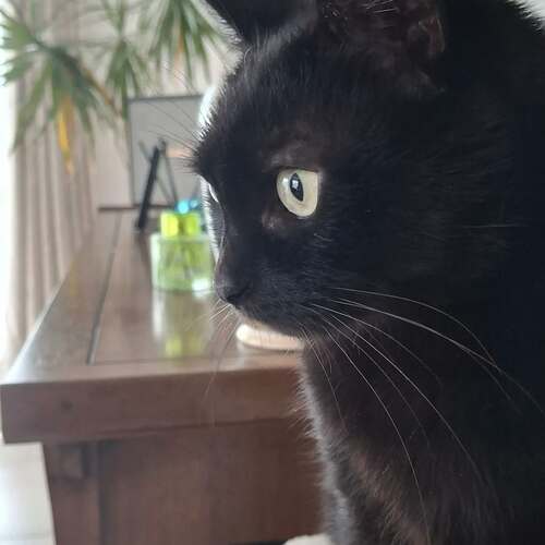 instagram-19 🐈‍⬛Je voulais poster une photo de carnet mais aujourd'hui doudou était tellement beau sur cette photo ♥️♥️♥️
Bonne journée les Chamis 🥰