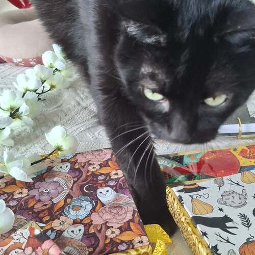 instagram-19 🌸🌱Bon week-end les Chamis 🐈‍⬛