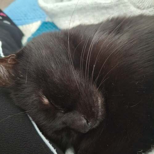 instagram-19 🐈‍⬛😻Je vous souhaite un bon week-end les Chamis ♥️