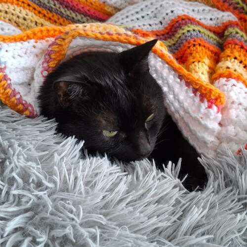 instagram-4 🐈‍⬛🧡Bon mercredi les amis !
L'activitée préférée du chat c'est la sieste 😂 Pendant que je lis / dessine où crochette. 

🪻Et vous, quelle est votre ou vos activitées du mercredi ?