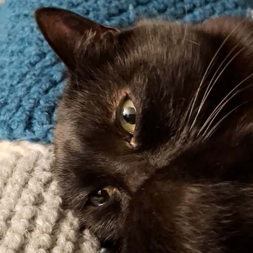 instagram-5 🐈‍⬛😻Trouvée dans ma galerie cette photo de mon petit coeur ♥️
Je vous souhaite un bon week-end 😘