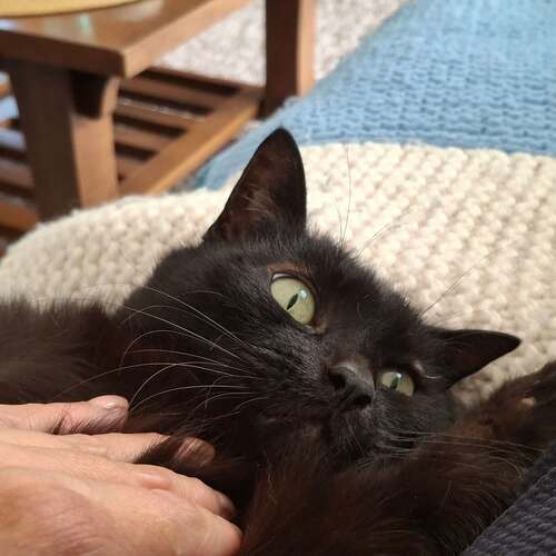 instagram-20 🐈‍⬛Pas trop présente par ici aujourd'hui mais on est mercredi donc je vous partage la photo d'un joli minou tout fou ce soir ! 

Bonne soirée les copains/copines 😘😘